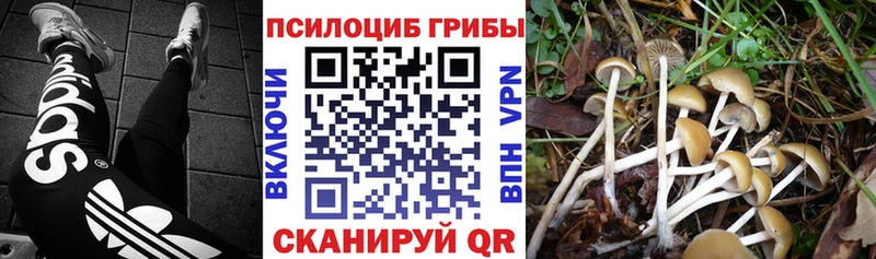 Галлюциногенные грибы Psilocybine cubensis  Нытва 